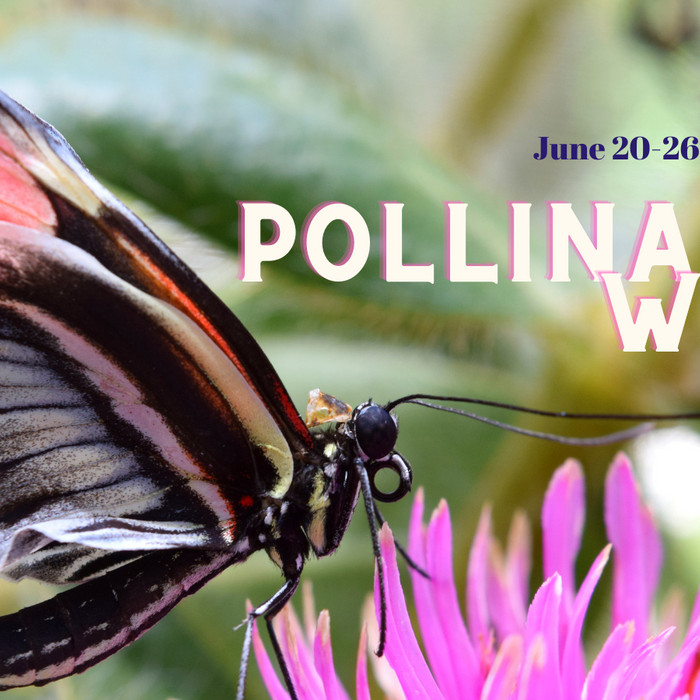 Celebrate National Pollinator Week with Us! 🐝🐞🌱