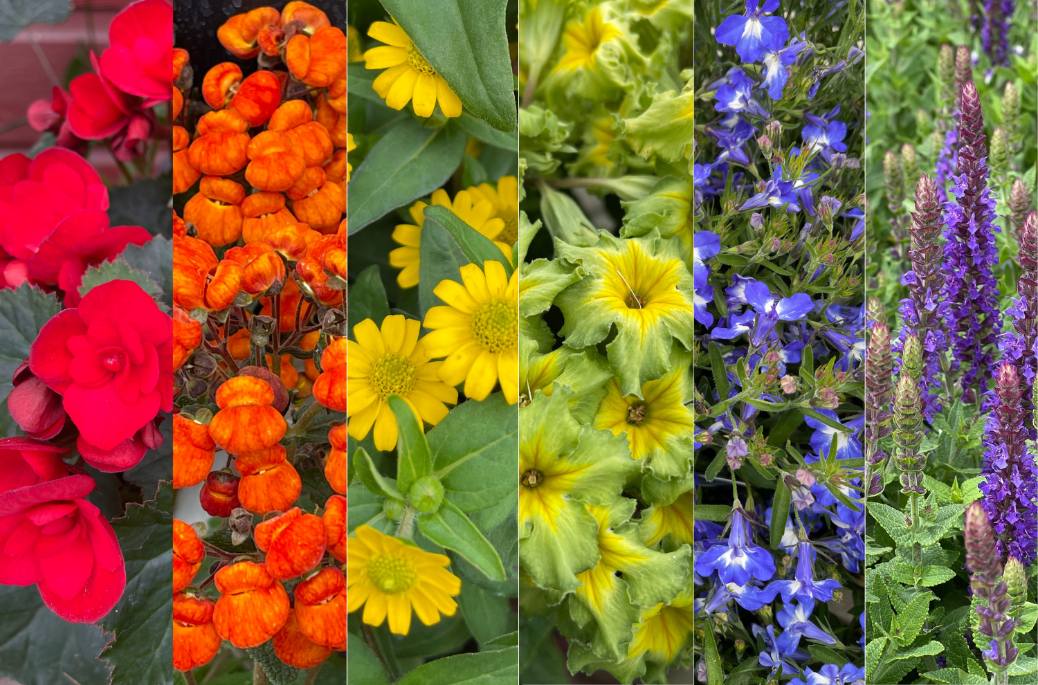 Check out our plant picks in every color of the rainbow. 🌈