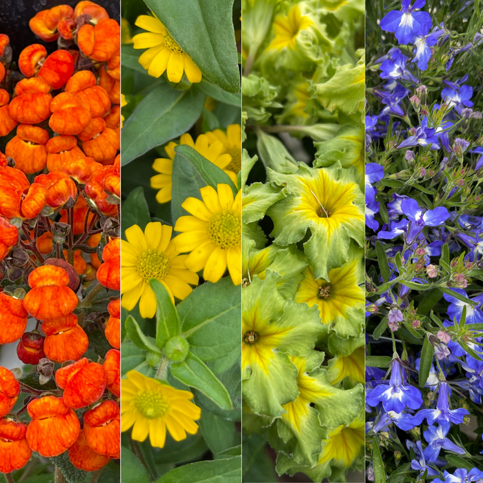 Check out our plant picks in every color of the rainbow. 🌈