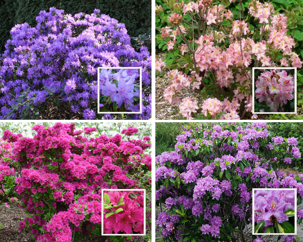 Which flower do you always wear?