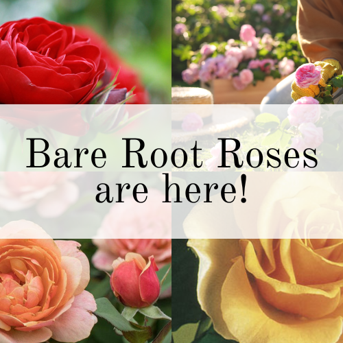 Roses for years to come!! 🌹