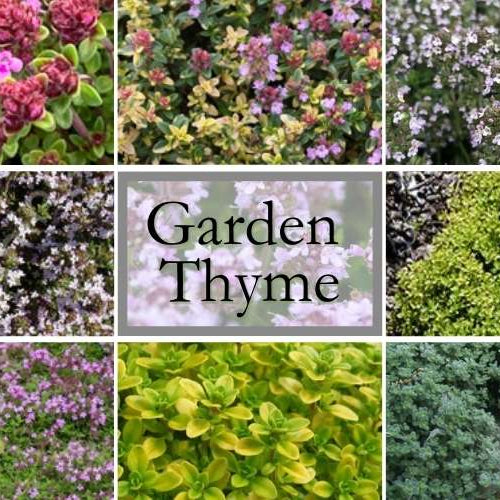 Thyme for Hardy Groundcovers! ⏱