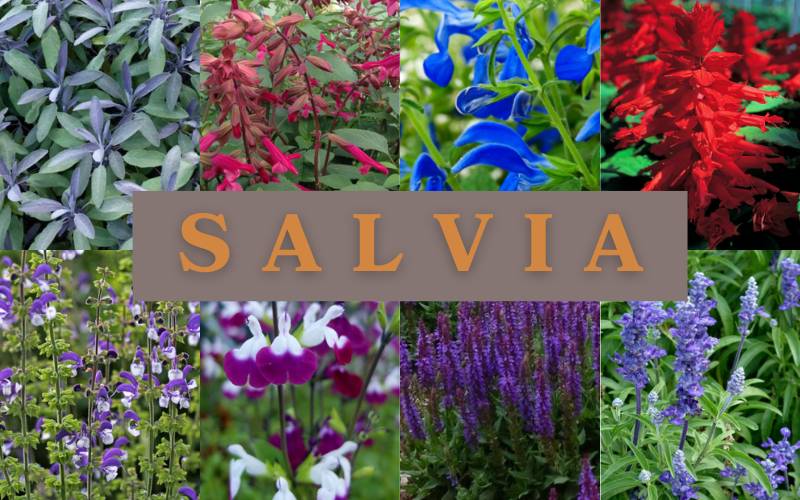 A Salute to Salvia