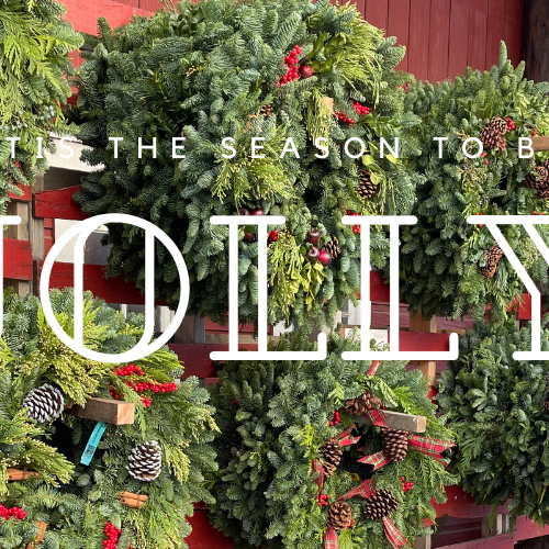 Fresh and Fragrant Evergreens! 🔔🎄🌲