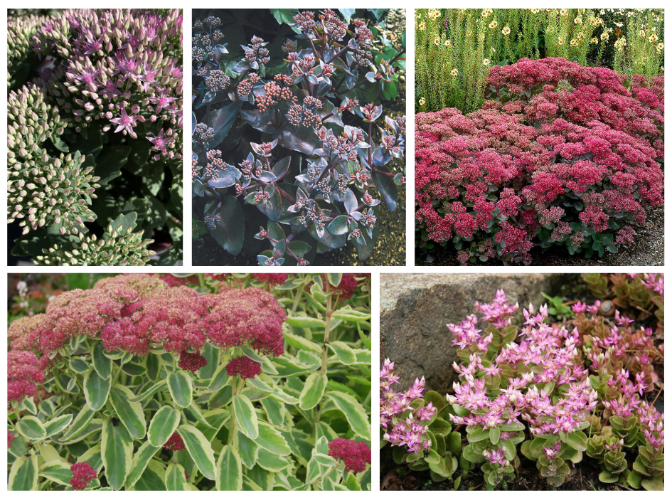 Tall Sedums!