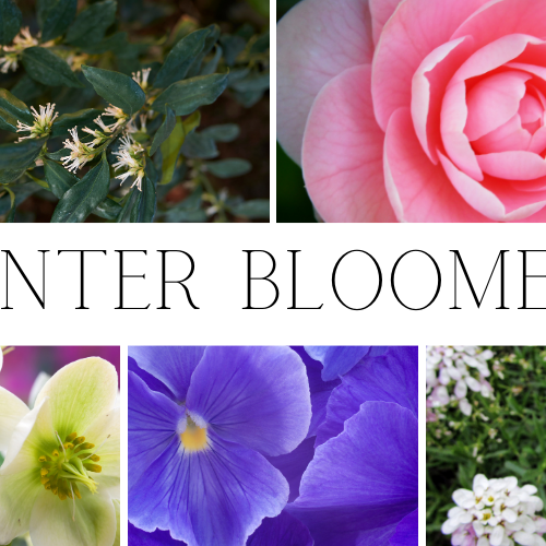 Winter Bloomers and Award Winning Wines!