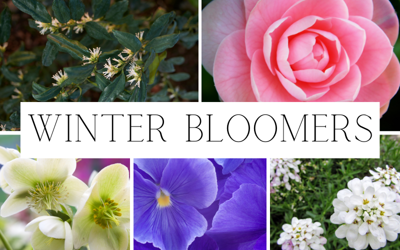Winter Bloomers and Award Winning Wines!