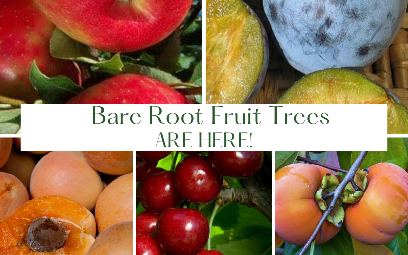 Bare Root Fruit Trees are Here! 🍎🍐🍑🍒