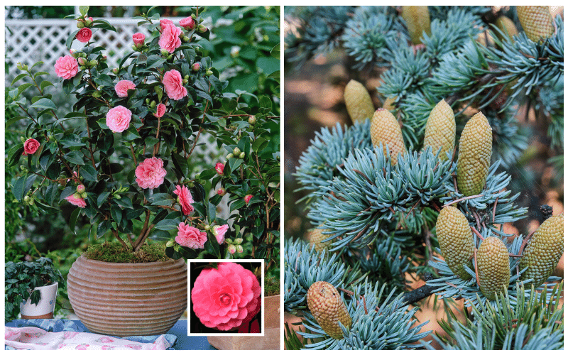 Plant Conifers and Camellias Now!