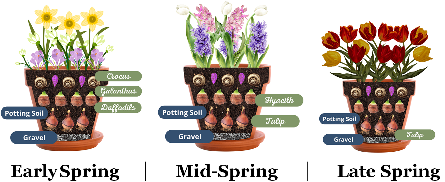 Layer your bulbs for a endless show of blooms in spring!  🌷🌱