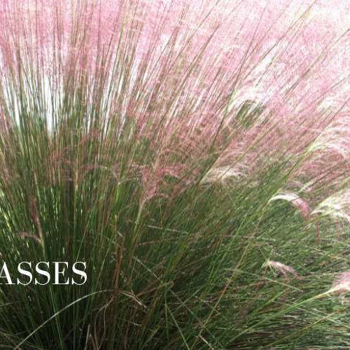 Great Garden Grasses 🌾