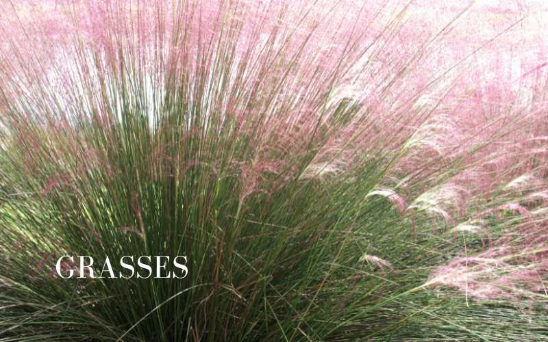 Great Garden Grasses 🌾