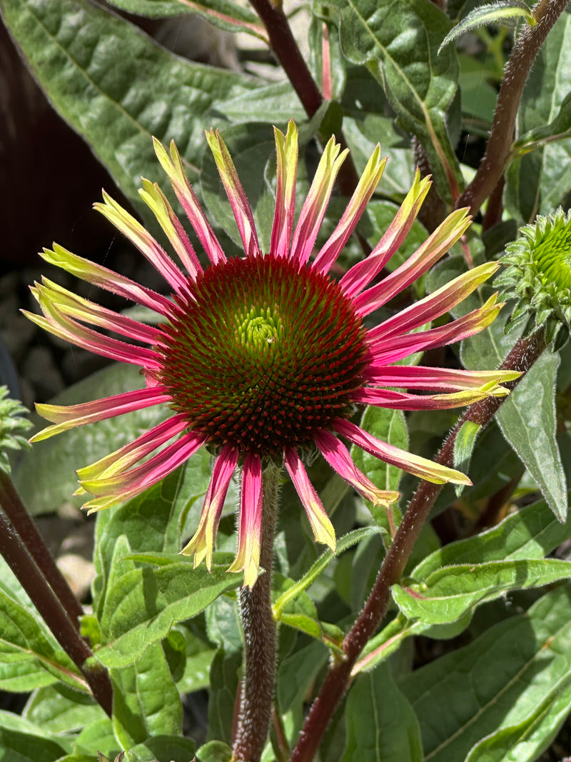 Echinacea Prima Aura - 1 Gallon