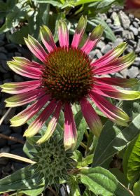 Echinacea Prima Aura - 1 Gallon
