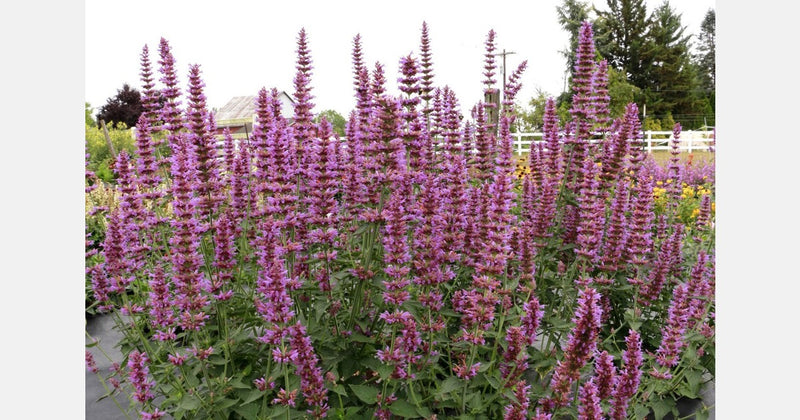 Agastache Princess Plume - Quart