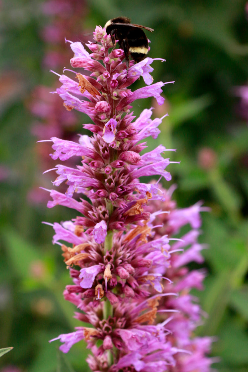 Agastache Princess Plume - Quart