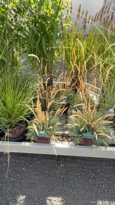 CLASS Autumn Arrangements: Designing Your Fall Containers