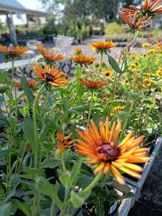 CLASS Late Season Luminaries: Plants that Shine in Autumn & Beyond