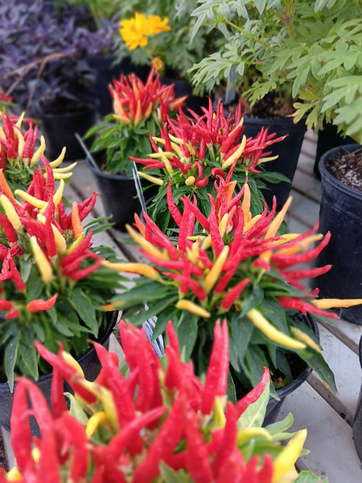 CLASS Autumn Arrangements: Designing Your Fall Containers