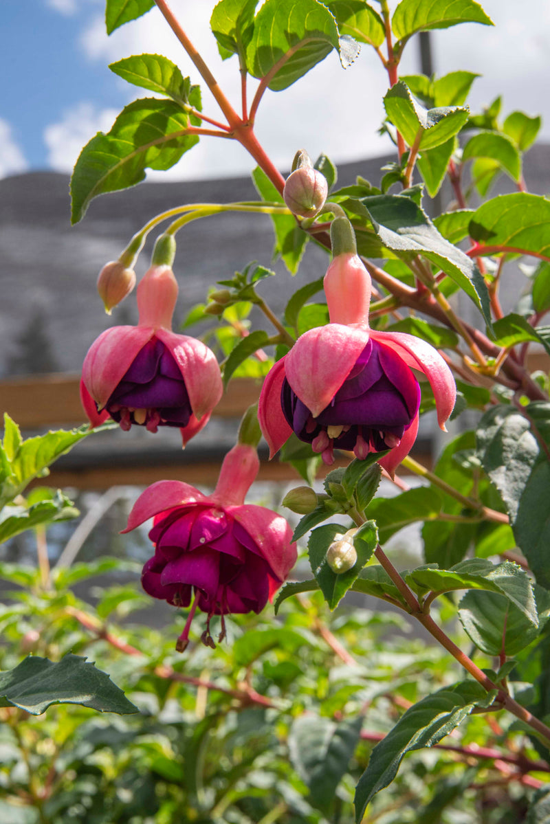 Fuchsia Constance - 1 Gallon