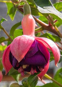Fuchsia Constance - 1 Gallon