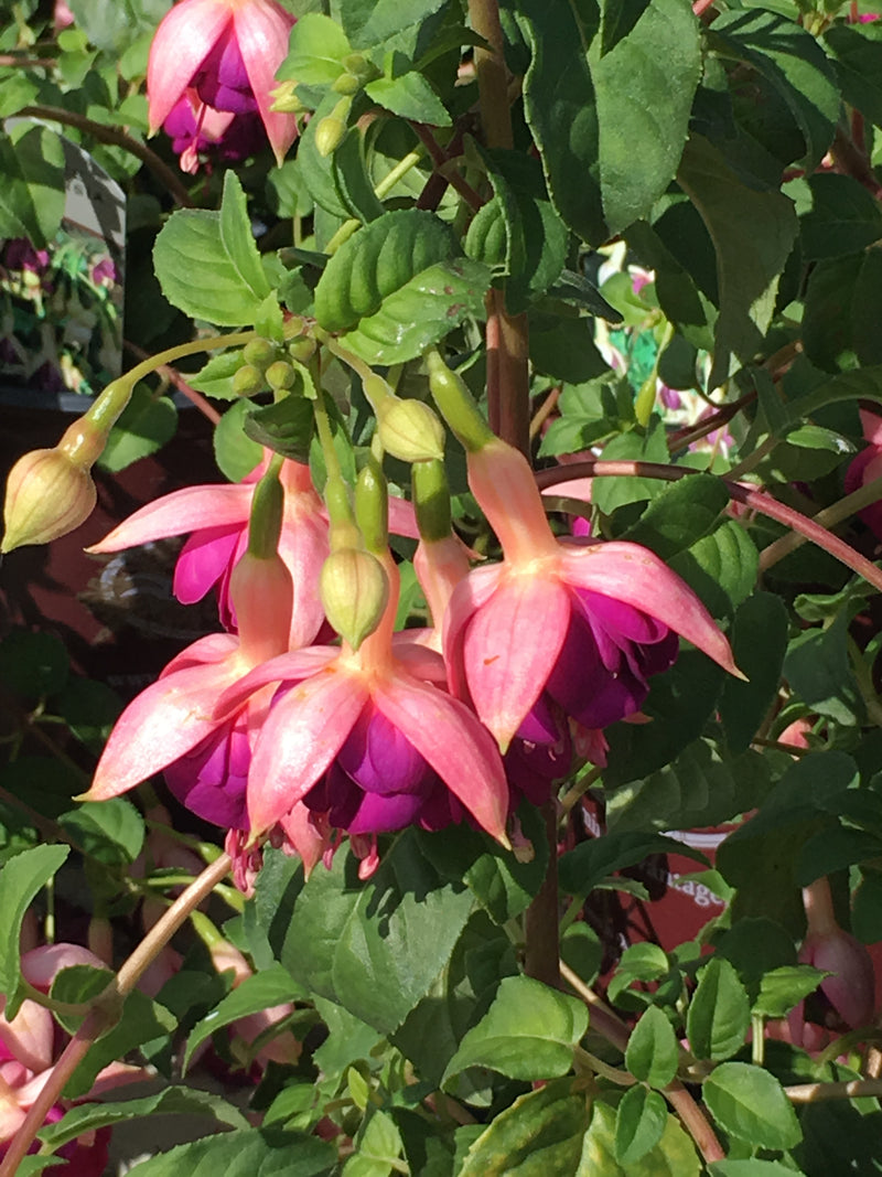 Fuchsia Constance - 1 Gallon