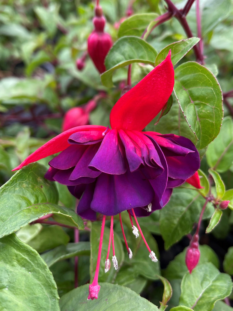 Fuchsia City of Portland - 1 Gallon