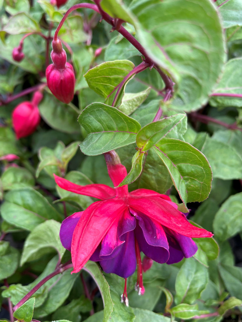 Fuchsia City of Portland - 1 Gallon