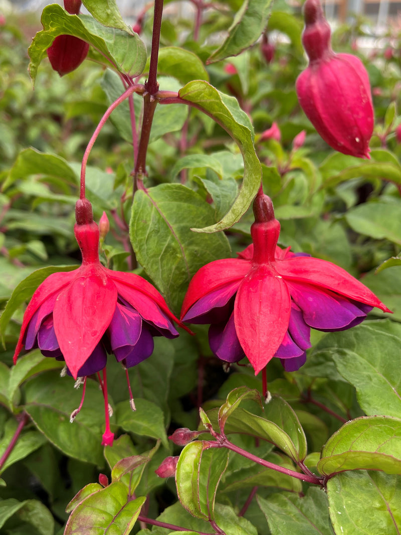 Fuchsia City of Portland - 1 Gallon