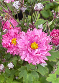 Anemone Puff Pink - 1 Gallon