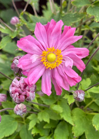 Anemone Satin Doll Glow - 1 Gallon
