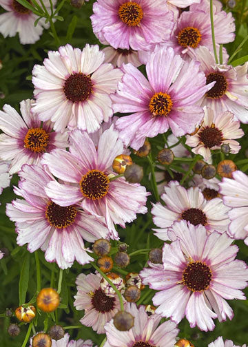 Coreopsis Nova Opal - 1 Gallon