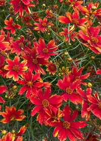 Coreopsis Broad Street - 1 Gallon