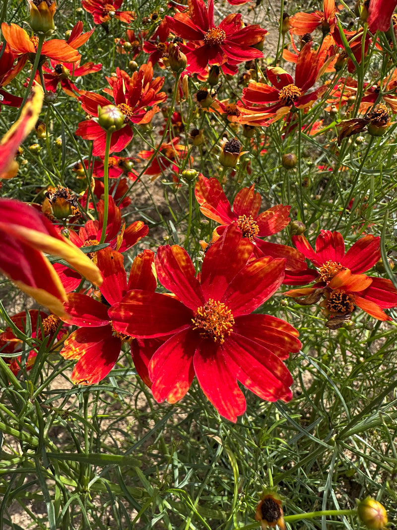 Coreopsis Broad Street - 1 Gallon