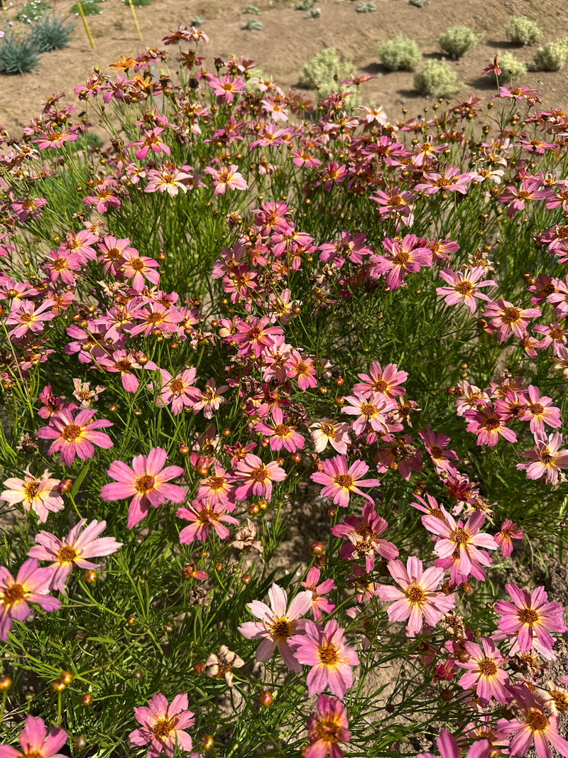 Coreopsis Shades of Rose - 1 Gallon