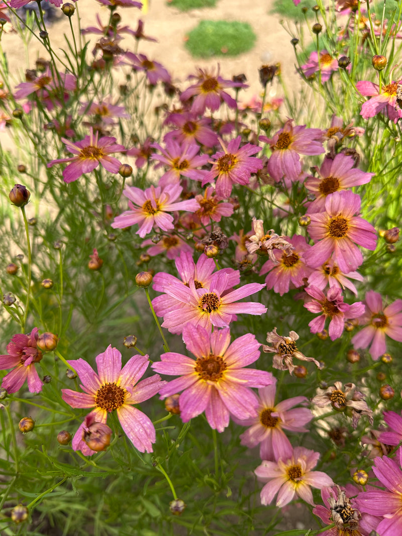 Coreopsis Shades of Rose - 1 Gallon