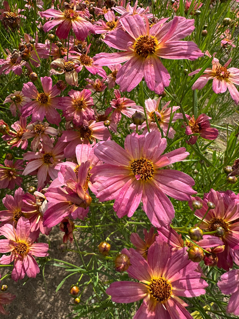 Coreopsis Shades of Rose - 1 Gallon