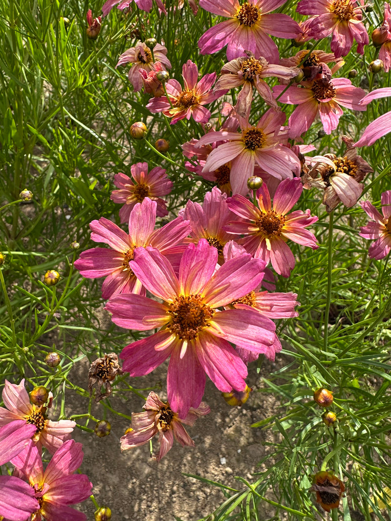 Coreopsis Shades of Rose - 1 Gallon
