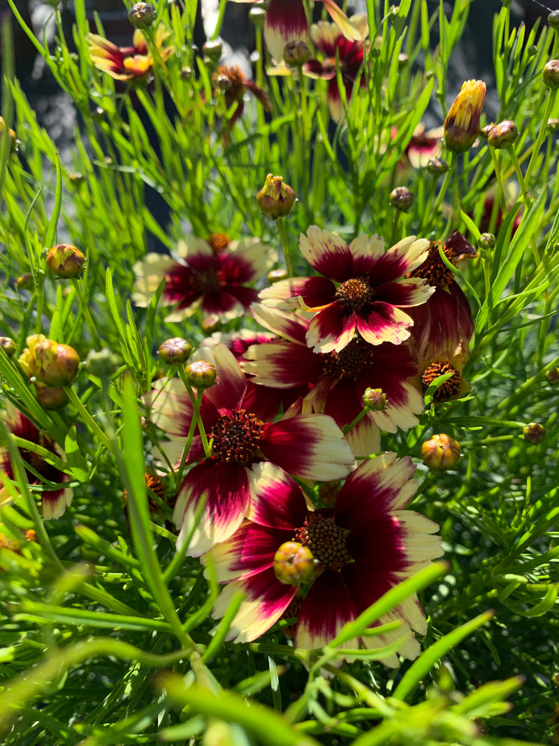 Coreopsis SNL Peach Sparkle - 1 Gallon