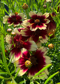 Coreopsis SNL Peach Sparkle - 1 Gallon