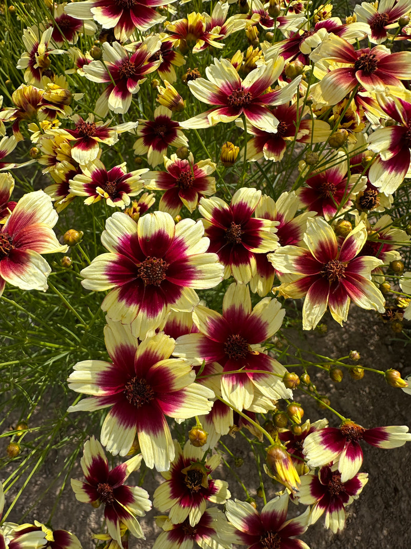 Coreopsis SNL Peach Sparkle - 1 Gallon