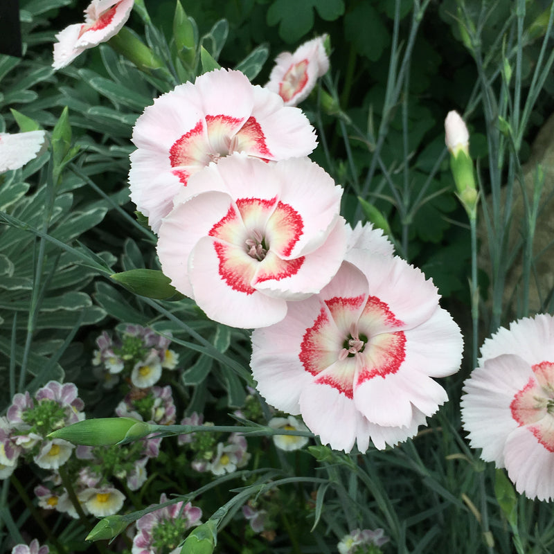 Dianthus Georgia Peach Pie - Quart