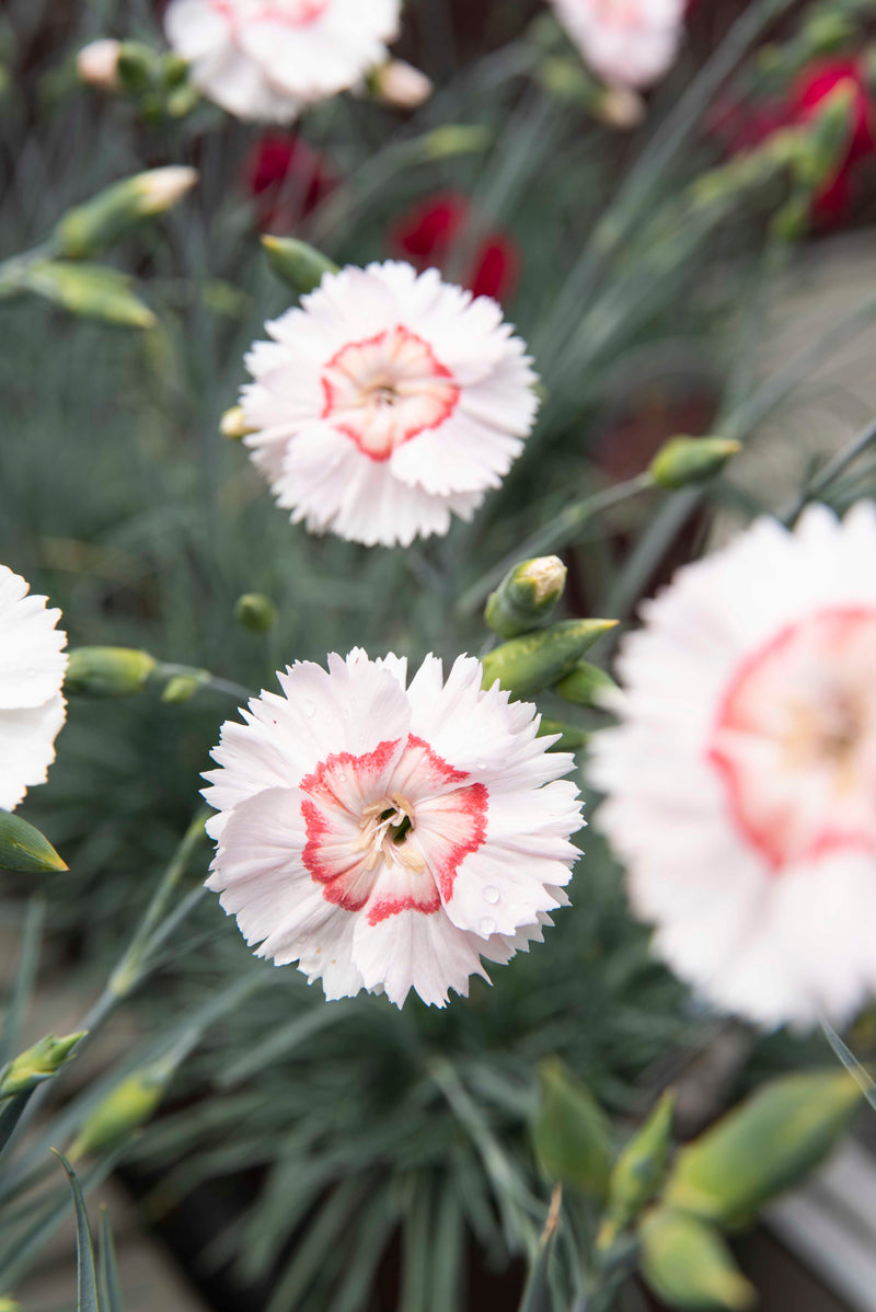 Dianthus Georgia Peach Pie - Quart