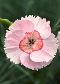 Dianthus Georgia Peach Pie - Quart
