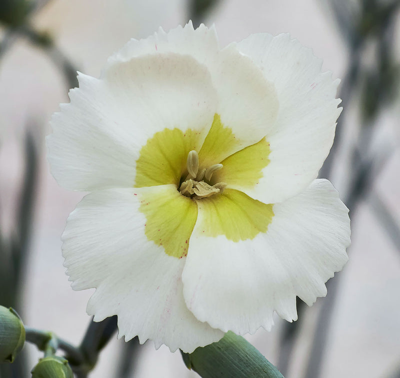 Dianthus Key Lime Pie - Quart