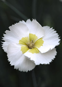 Dianthus Key Lime Pie - Quart