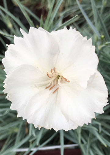 Dianthus Key Lime Pie - Quart