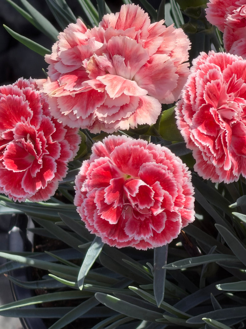 Dianthus Scent First Coral Reef - Quart
