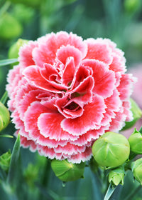Dianthus Scent First Coral Reef - Quart