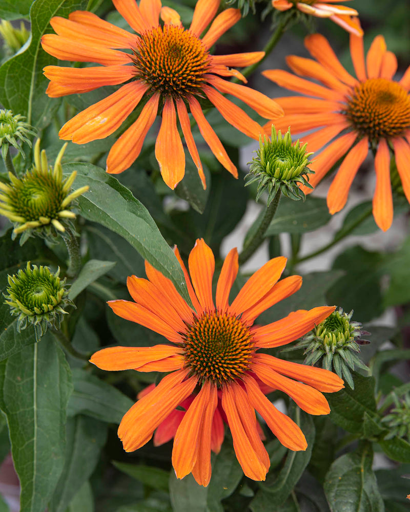 Echinacea Sombrero Tres Amigos - 1 Gallon